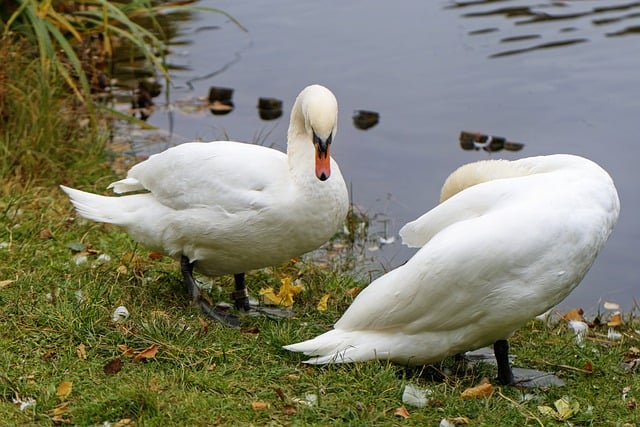 Free download birds swans ornithology species free picture to be edited with GIMP free online image editor