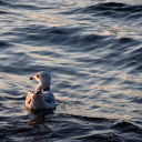 Birds swimming in the sea  screen for extension Chrome web store in OffiDocs Chromium