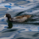 Birds swim underwater  screen for extension Chrome web store in OffiDocs Chromium