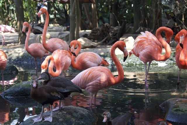 Téléchargement gratuit Oiseaux Tabasco Flamand - photo ou image gratuite à éditer avec l'éditeur d'images en ligne GIMP