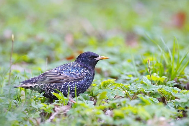 Free download bird starling ornithology species free picture to be edited with GIMP free online image editor