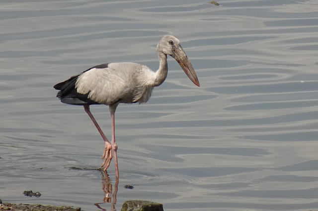 Free download bird stork animal feathers plumage free picture to be edited with GIMP free online image editor
