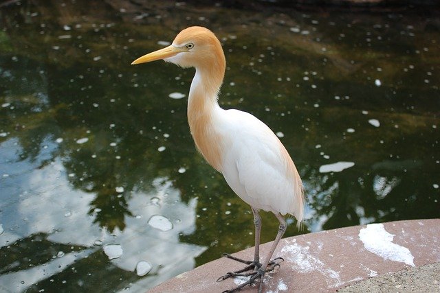 Free download bird stork milky stork swan nest free picture to be edited with GIMP free online image editor