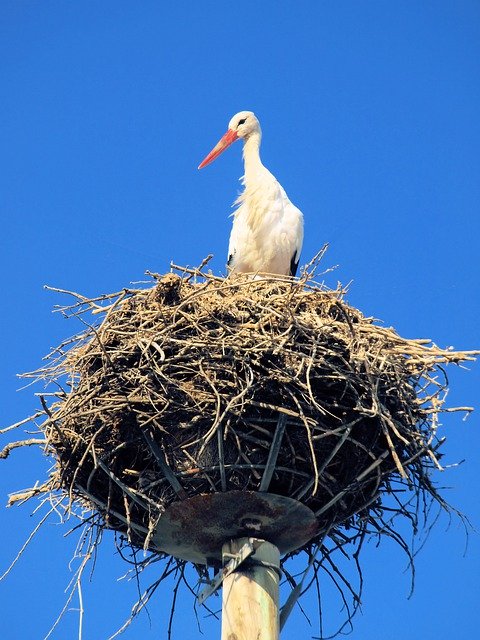 Bezpłatne pobieranie Bird Bocian Nest - darmowe zdjęcie lub obraz do edycji za pomocą internetowego edytora obrazów GIMP
