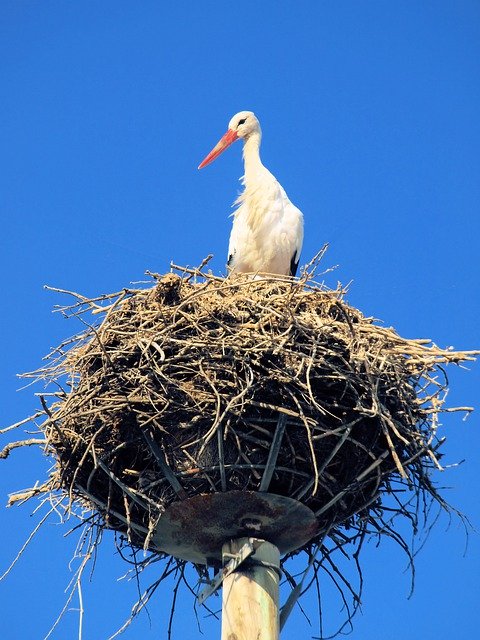 تنزيل Bird Stork Nest مجانًا - صورة أو صورة مجانية ليتم تحريرها باستخدام محرر الصور عبر الإنترنت GIMP