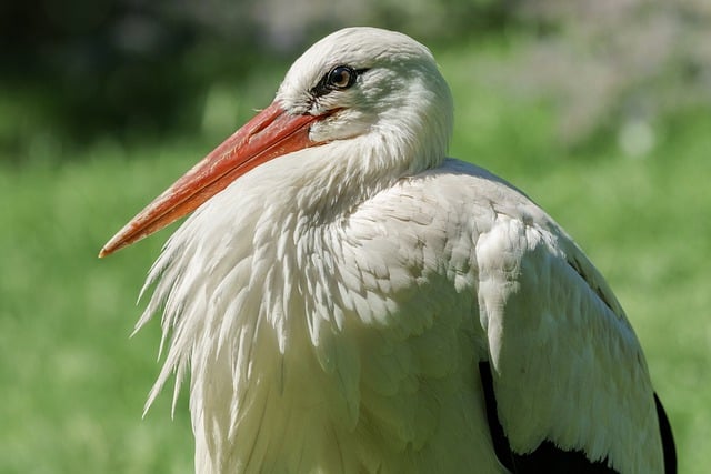 Free download bird stork ornithology species free picture to be edited with GIMP free online image editor