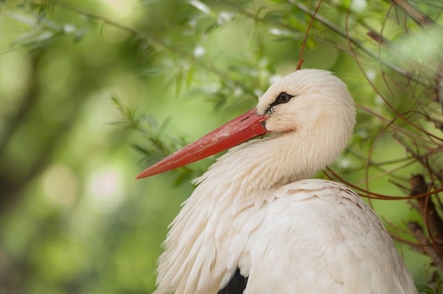 Free download bird stork portrait nature free picture to be edited with GIMP free online image editor
