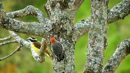 ดาวน์โหลดฟรี Birds Tree - ภาพถ่ายหรือรูปภาพฟรีที่จะแก้ไขด้วยโปรแกรมแก้ไขรูปภาพออนไลน์ GIMP