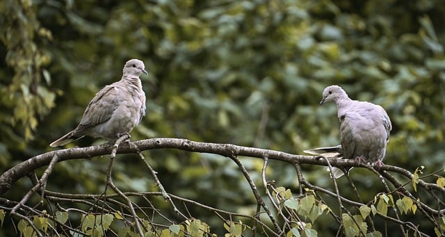 Free download birds turkey pigeons nature garden free picture to be edited with GIMP free online image editor