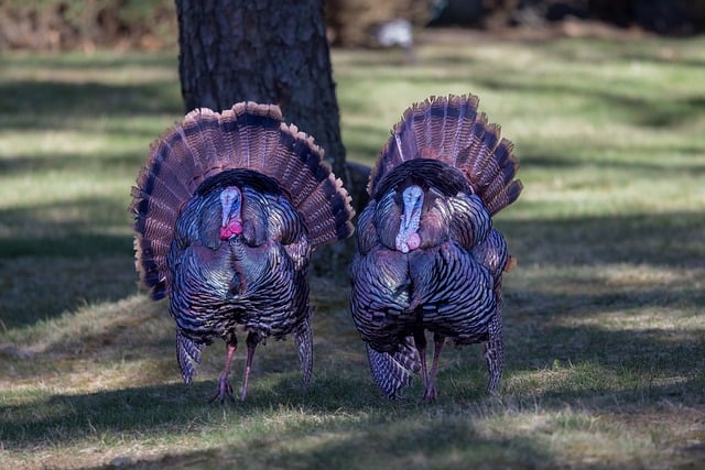 Free download birds turkeys wildlife wallpaper free picture to be edited with GIMP free online image editor