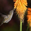 Bird sucks honey  screen for extension Chrome web store in OffiDocs Chromium