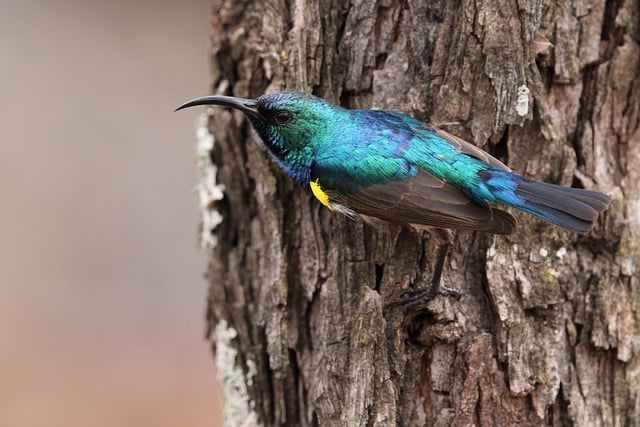 Free download bird sunbird free picture to be edited with GIMP free online image editor