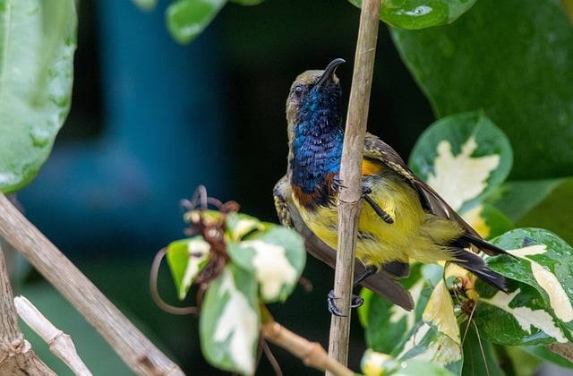Free download bird sun bird animal nature free picture to be edited with GIMP free online image editor
