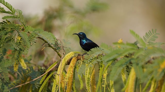 Free download bird sunbird nature forest free picture to be edited with GIMP free online image editor