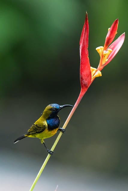 Free download bird sunbird olive backed sunbird free picture to be edited with GIMP free online image editor
