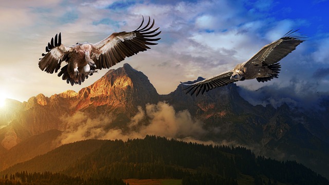 Free download birds vultures sunset trees free picture to be edited with GIMP free online image editor
