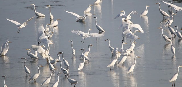 Free download birds waders great egrets lake free picture to be edited with GIMP free online image editor