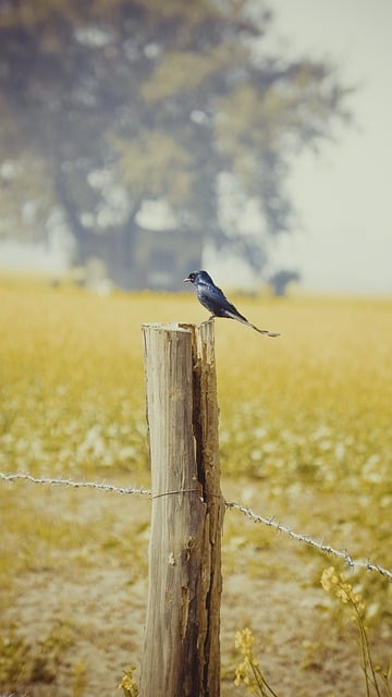 Free download bird swallow ornithology species free picture to be edited with GIMP free online image editor