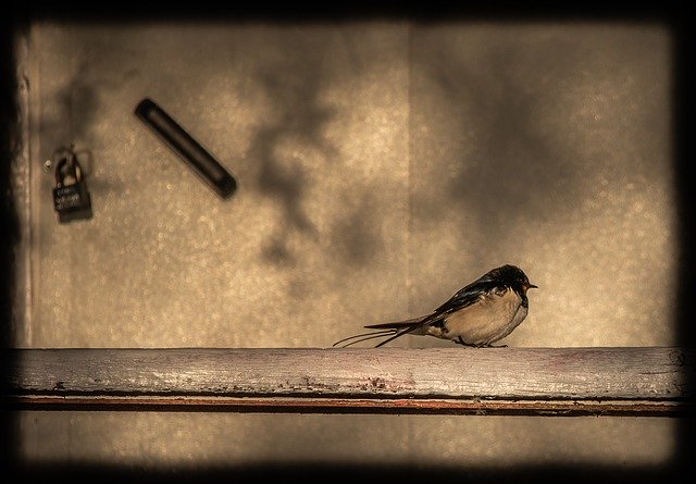 Free download Bird Swallow Railing -  free photo or picture to be edited with GIMP online image editor