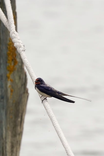 Free download bird swallow rope to sit free picture to be edited with GIMP free online image editor