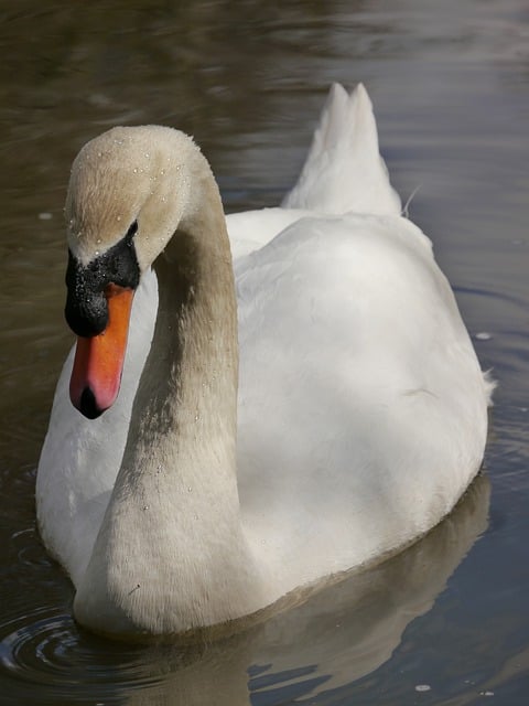 Free download bird swan cygnus pond water free picture to be edited with GIMP free online image editor