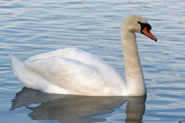 Free download bird swan feathers neck beak free picture to be edited with GIMP free online image editor