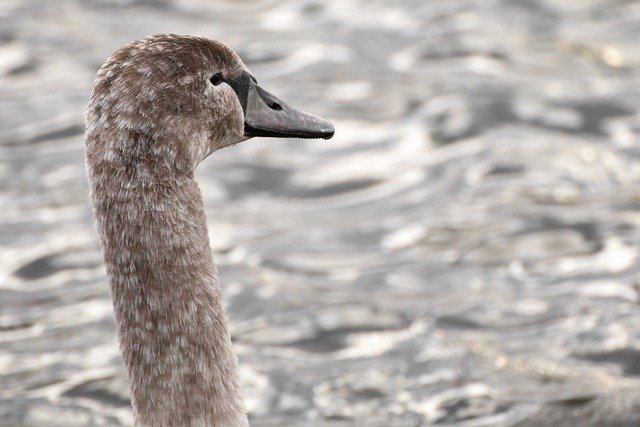 Free download bird swan head close up water free picture to be edited with GIMP free online image editor