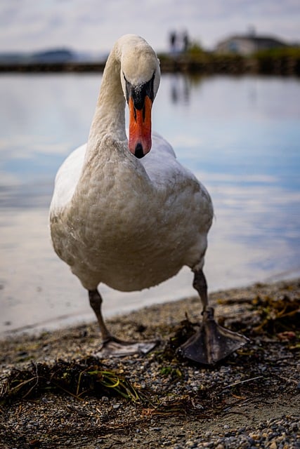 Free download bird swan lake plumage ornithology free picture to be edited with GIMP free online image editor