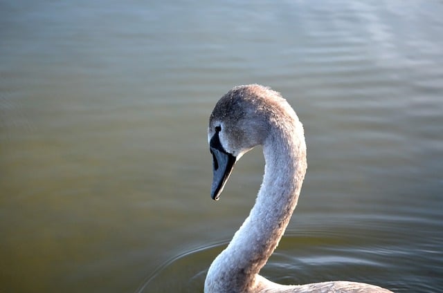 Free download bird swan lake wildlife animal free picture to be edited with GIMP free online image editor