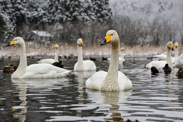 Free download bird swan pond waterfowl free picture to be edited with GIMP free online image editor