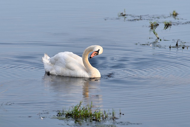 Free download bird swan pond water plants avian free picture to be edited with GIMP free online image editor
