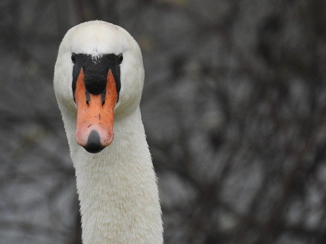 Kostenloser Download Bird Swan Portrait - kostenloses Foto oder Bild zur Bearbeitung mit GIMP Online-Bildbearbeitung