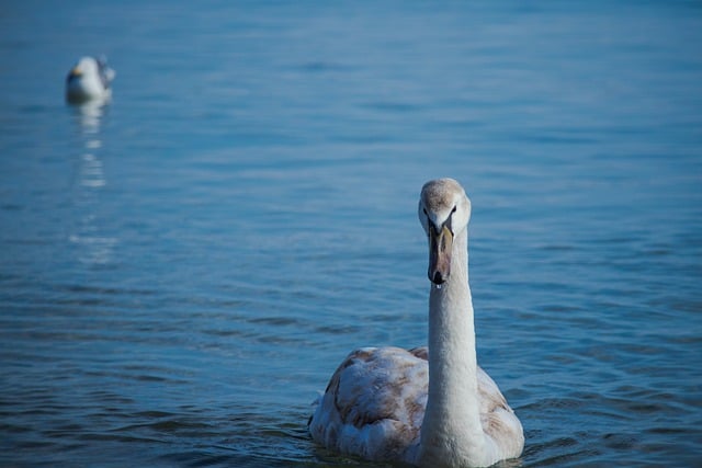Free download bird swan sea animal varna free picture to be edited with GIMP free online image editor