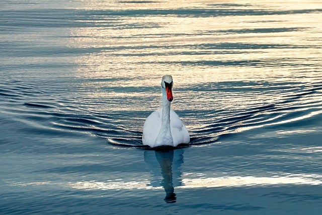 Free download bird swan sea reflections waves free picture to be edited with GIMP free online image editor