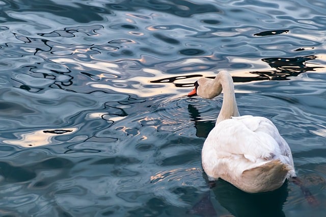 Free download bird swan sea reflection waves free picture to be edited with GIMP free online image editor