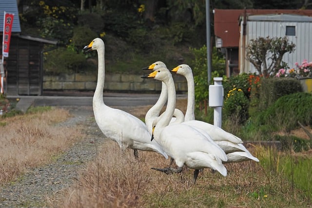 Free download bird swan walk countryside japan free picture to be edited with GIMP free online image editor