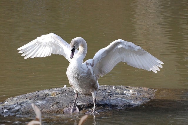 Libreng download bird swan wings feathers plumage libreng larawan na ie-edit gamit ang GIMP free online image editor