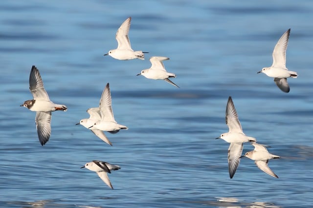 Free download birds waterbirds flying flight free picture to be edited with GIMP free online image editor