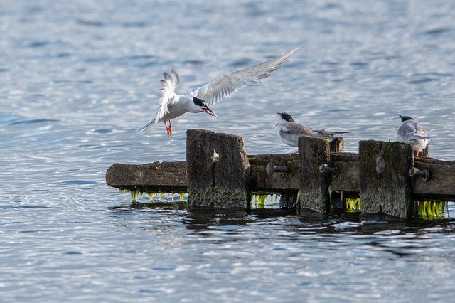 Download gratuito Birds Water Nature - foto o immagine gratuita da modificare con l'editor di immagini online di GIMP