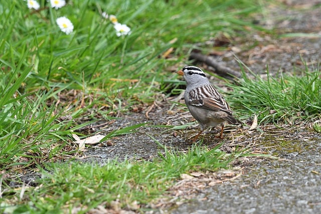 Free download birds white crowned sparrow wildlife free picture to be edited with GIMP free online image editor