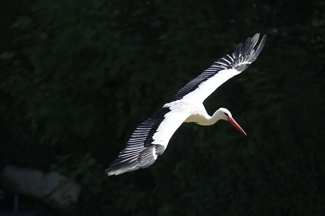 Free download birds white stork beak migration free picture to be edited with GIMP free online image editor