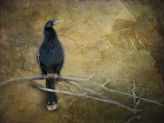 Free download Birds Wildlife Artistry -  free illustration to be edited with GIMP free online image editor