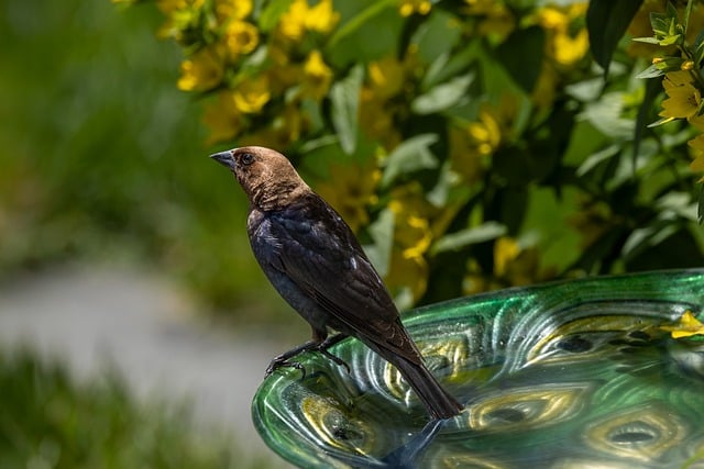 Free download birds wildlife brown headed cowbird free picture to be edited with GIMP free online image editor
