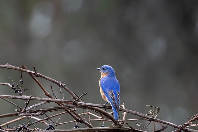 Free download birds wildlife eastern bluebird free picture to be edited with GIMP free online image editor