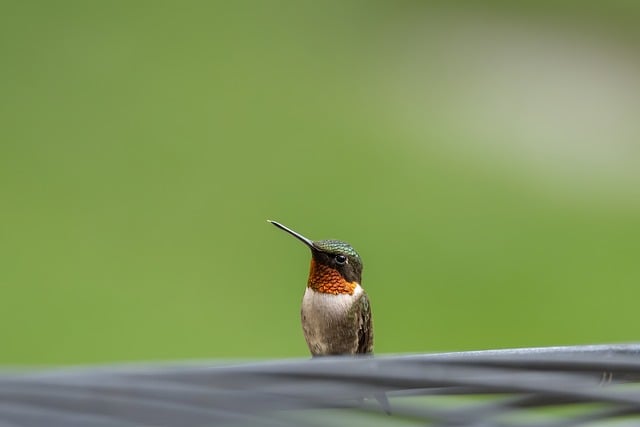 Free download birds wildlife feathers hummingbird free picture to be edited with GIMP free online image editor