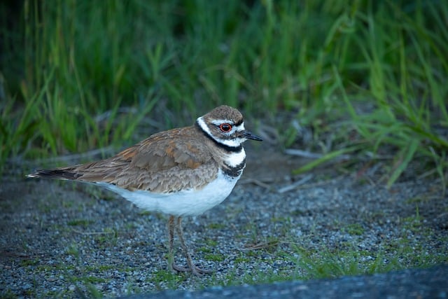 Free download birds wildlife feathers killdeer free picture to be edited with GIMP free online image editor