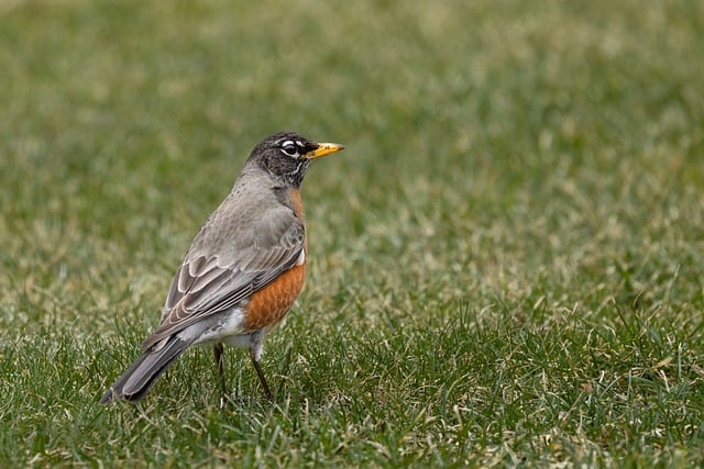 Free download birds wildlife feathers robin free picture to be edited with GIMP free online image editor