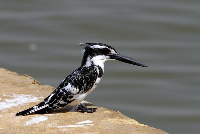 Free download birds wildlife nature body of water free picture to be edited with GIMP free online image editor