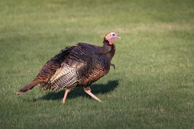 Free download birds wildlife turkeys feathers free picture to be edited with GIMP free online image editor