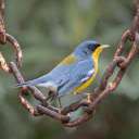 Bird swinging on a chain  screen for extension Chrome web store in OffiDocs Chromium